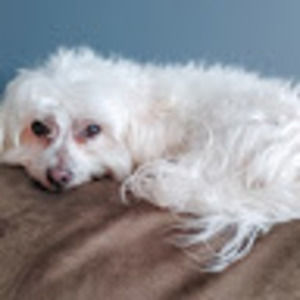 Meet your Posher, Krissi